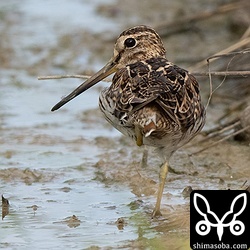 `8月22日から長期滞在の左足を欠損しているハリオシギ成鳥 <https://shimasoba.com/blog/2525/>`__ 。