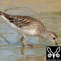 ヒバリシギは幼鳥が圧倒的に多いです。