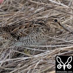 上と同個体。約1カ月で換羽がかなり進んでいます。足のないままの渡りはリスクがあるので、ここで越冬するのかもしれませんね。