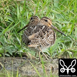 ハリオシギ(左)とチュウジシギ。