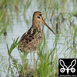 チュウジシギ幼鳥。