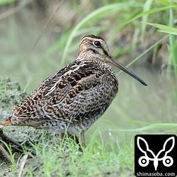 またまたチュウジシギ幼鳥。いろいろなタイプがいて楽しいですね。