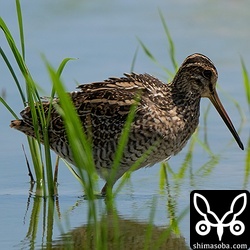 このチュウジシギは左目の視力を失っているようでした。