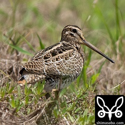 チュウジシギ幼鳥。