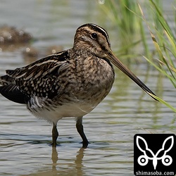 警戒心のないタシギ成鳥。