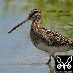 タシギも幼鳥が入りだしました。