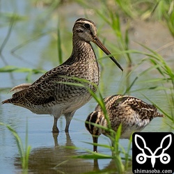 チュウジシギ(左)とタシギ。大きさの違いがよく分かりますね。