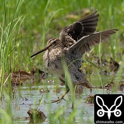 上と同個体。水浴び後の羽ばたき。