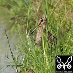草むらで休むチュウジシギ幼鳥。