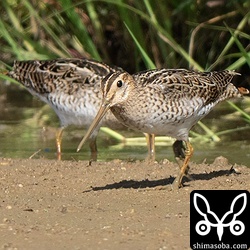 チュウジシギ幼鳥。