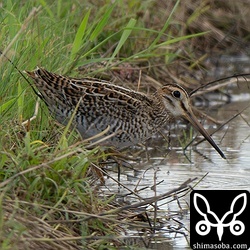 この時季になるとチュウジシギは幼鳥ばかりですね。