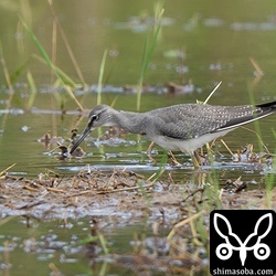 今季初のキアシシギ幼鳥。