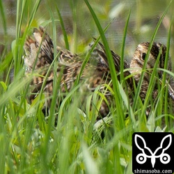 羽づくろいで針のような尾羽も見えています。