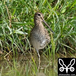 あまり警戒心のなかったチュウジシギ幼鳥。
