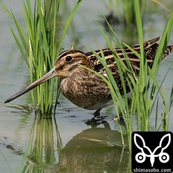 タシギの成鳥。