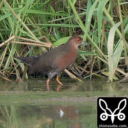 ジシギを見ていたら現れたヒクイナ。