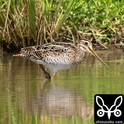 チュウジシギ成鳥。この日唯一の成鳥でした。