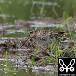 またまたチュウジシギ幼鳥。