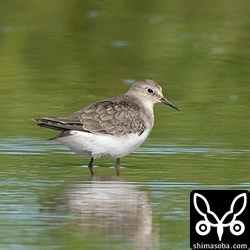 オジロトウネンも幼鳥は今季初。
