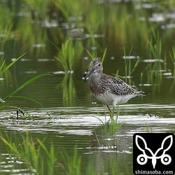 オバシギも今季初。幼鳥でした。