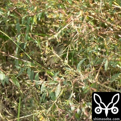 コムシクイも数羽の群れで飛来。コムシクイは渡ってきたばかりは、田んぼのこのような環境で複数羽で行動していますが、次第に分散して越冬地の縄張りを点在する灌木を中心に確保し始めます。