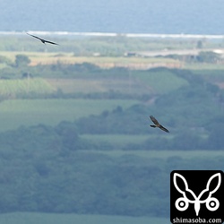 牧場を背に旋回するサシバ。