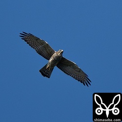 サシバの幼鳥。