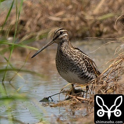この時季の石垣島のジシギは、ほとんどがタシギです。