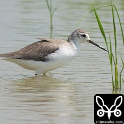 コアオアシシギ冬羽。数羽が残留しています。