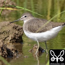 クサシギ冬羽。