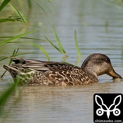 シマアジと一緒にいたコガモの幼鳥。