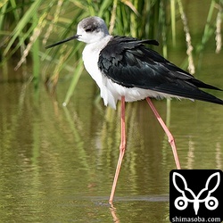 セイタカシギの成鳥オス。