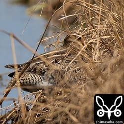 草陰からぜんぜん出てこないタシギ。