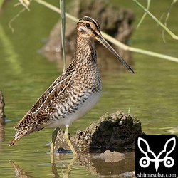 こちらもタシギの幼鳥。数羽の小さな群れが島内の水田地帯にいます。