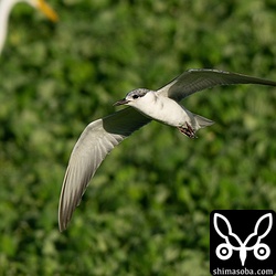 こちらも成鳥。冬羽に移行中です。