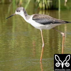 セイタカシギのメス第1回冬羽。