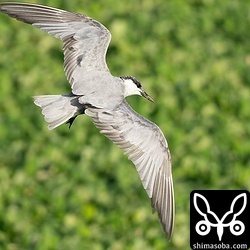 冬羽に変わりつつあるクロハラアジサシ成鳥。