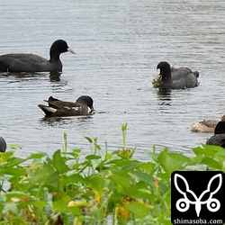 越冬オオバンと地元のバンは池で仲良く採餌。