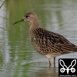 エリマキシギ幼鳥。今季のエリマキシギは9月の中旬ぐらいに秋の渡りのピークを迎えていましたが、この個体は1カ月以上遅れて登場。