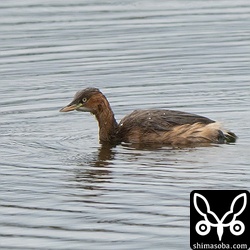 越冬のため、カイツブリもやってきました。