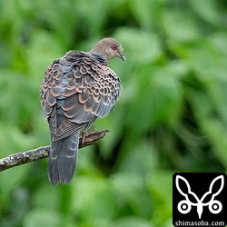 ベニバトはキジバトたちと共に行動。