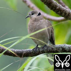 こちらはベニバトのメス。水稲の落ち穂を食っていました。