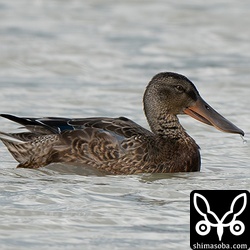ハシビロガモのオス幼鳥。