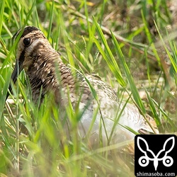 草むらにタシギ。この日のジシギは全てタシギでしたが、稲も草も伸びて見づらいですね。