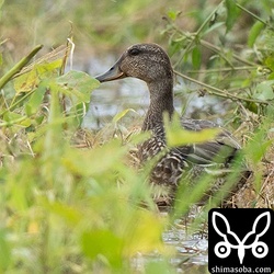 コガモは田んぼや沈砂池などでよく見るようになりました。