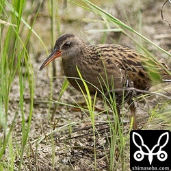 セジロタヒバリを探しているとクイナが現れました。出会いは一瞬でした。^^;