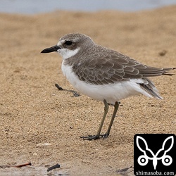 オオメダイチドリは冬羽に衣替えして越冬モード。