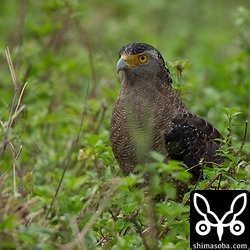 カンムリワシは成鳥、幼鳥とも見やすくなっています。