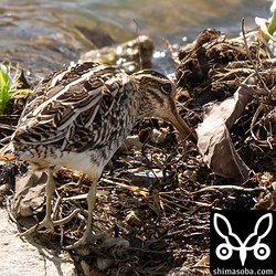 水路にタシギが単独で。