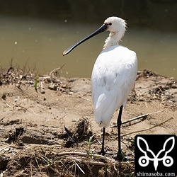 ヘラサギは1羽だけがクロツラヘラサギの群れに交じっていました。
